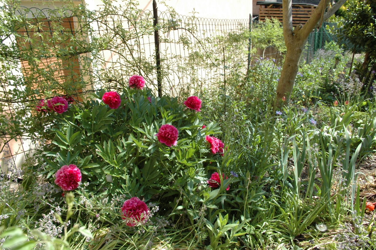 Cliquez droit et enregister l'image sous, la taille réelle de la photo de la fleur est 1280 x 851