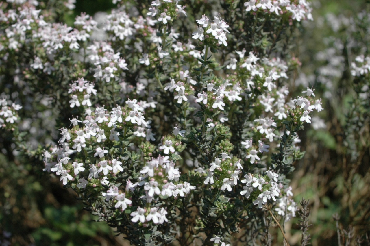 Cliquez droit et enregister l'image sous, la taille réelle de la photo de la fleur est 1280 x 851