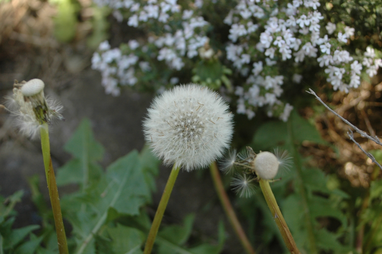 Cliquez droit et enregister l'image sous, la taille réelle de la photo de la fleur est 1280 x 851